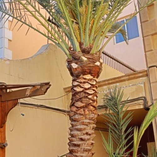 تكريب نخيل (12) تكريب نخيل (12)